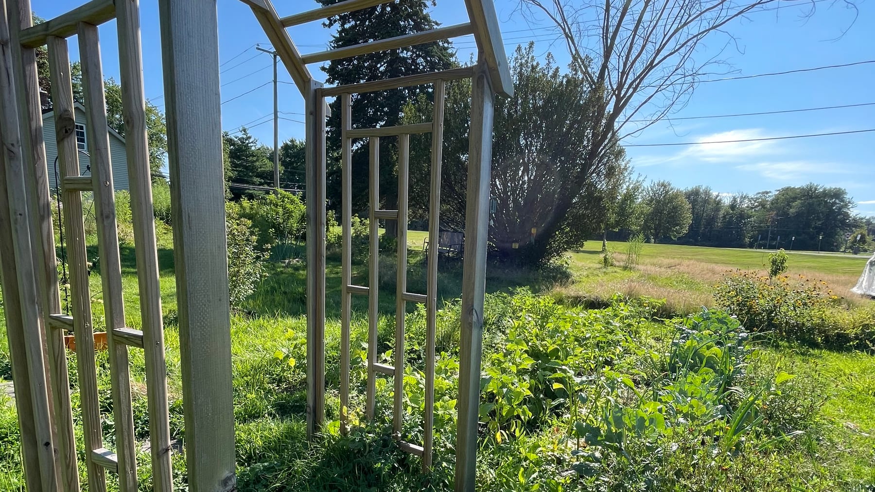 Our actual food-forest yard in Suffield, Connecticut