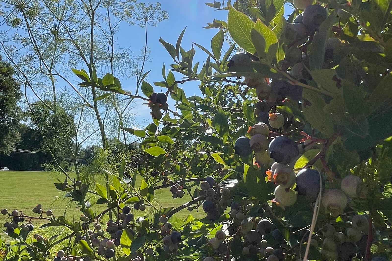 Ripe blueberries heavy on the bush