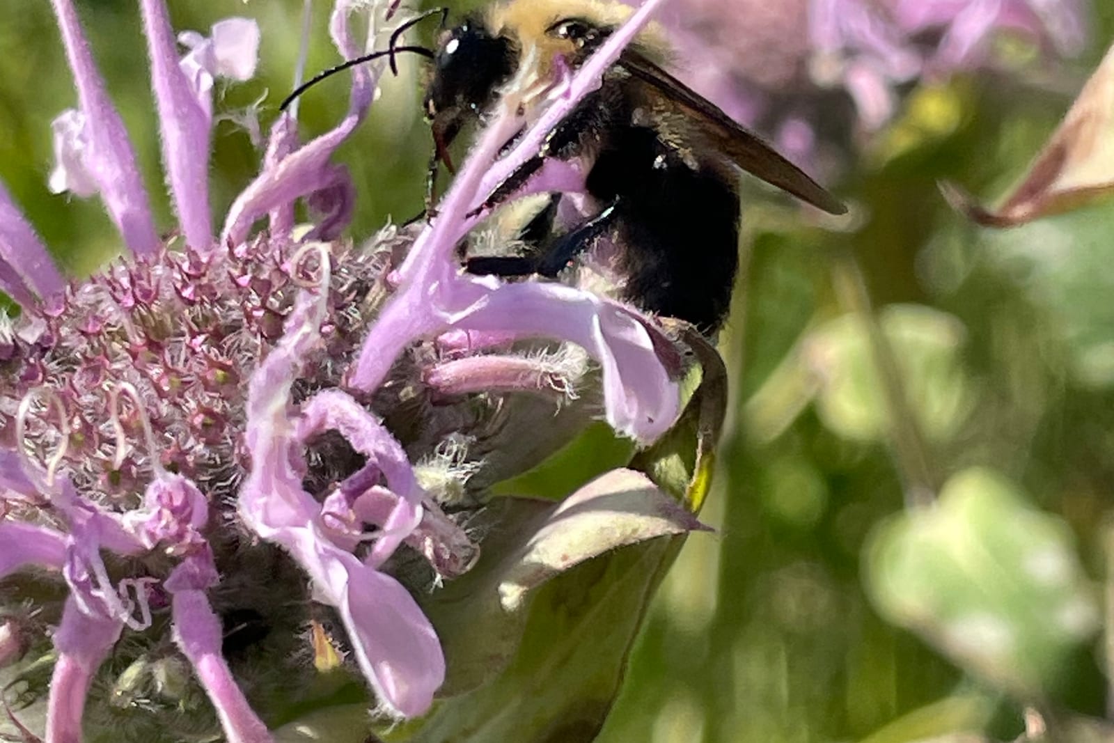 A native bumblebee on wild bergamot